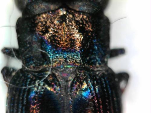 Réf. 343 798 : Notiophilus quadripunctatus